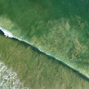 Aerial view of thousands of female Olive ridley turtles (Lepidochelys olivacea) approaching beach during massive arribada, with over 300, 000 females coming ashore to nest on 3 km of 15 km beach over period of three days and nights