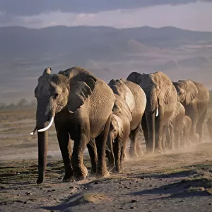African elephant (Loxodonta africana) herd walking in line, female matriach at the front