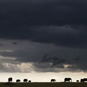 African elephant (Loxodonta africana) herd silhouetted in distance walking through a storm