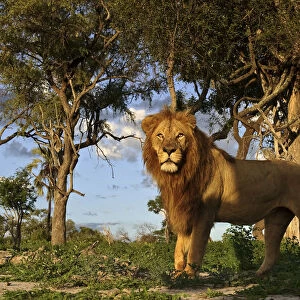 African lion (Panthera leo) male in habitat, Okavango Delta, Botswana, January