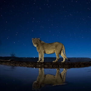 African lion (Panthera leo) at waterhole at night, Mkuze, South Africa Third place
