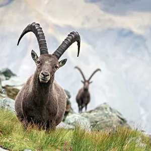 Alpine ibex (Capra ibex) two adult males in mountain landscape. Alps, Aosta Valley, Gran Paradiso National Park, Italy. September