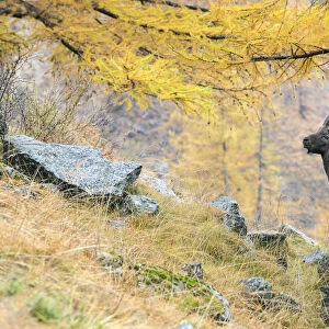 Alpine ibex (Capra ibex) on a mountain side in autumn with European larch tree (Larix