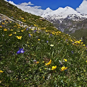 Alpine meadow with flowers, Mount Elbrus in the distance, Caucasus, Russia, June 2008