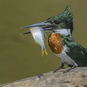Kingfishers Collection: Amazon Kingfisher