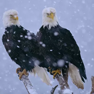 American Bald Eagles perched in snow (Haliaeetus leucocephalus) Alaska