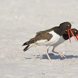American oystercatchers (Haematopus palliatus) courting pair performing Piping Display
