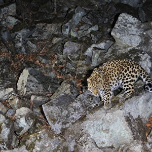 Amur Leopard (Panthera pardus orientalis) walking down rocky slope at night, Kedrovaya Pad reserve