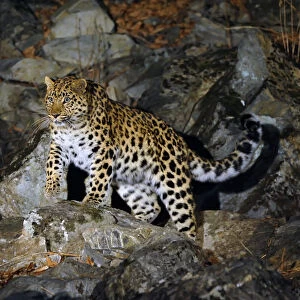 Amur Leopard (Panthera pardus orientalis) on rocky slope at night, Kedrovaya Pad reserve