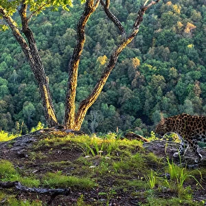 Amur leopard (Panthera pardus orientalis) walking on cliff top with forest behind, Land of the Leopard National Park, Russian Far East. Critically endangered. Taken with remote camera. September