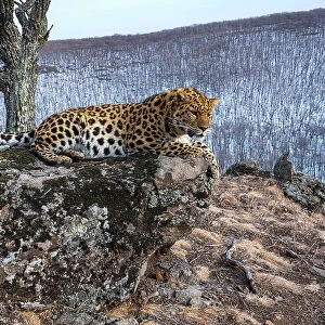 Amur leopard (Panthera pardus orientalis) resting on rocky outcrop overlooking forest, Land of the Leopard National Park, Russian Far East. Critically endangered. Taken with remote camera. March