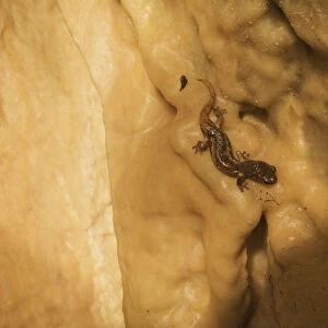 Apennines / Italian cave salamander (Speleomantes italicus) on cave wall, San Marino