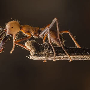 Army ant (Eciton sp. ) soldier, Costa Rica. February 2015