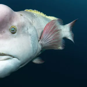 S Collection: Sheepshead