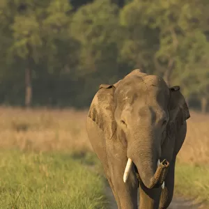 Asiatic elephant (Elephas maximus) male sniffing air while walking on forest track