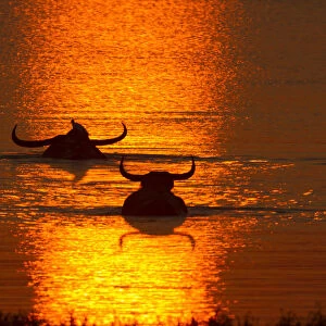 Asiatic Wild Buffalo (Bubalus arnee), swimming in lake at sunset