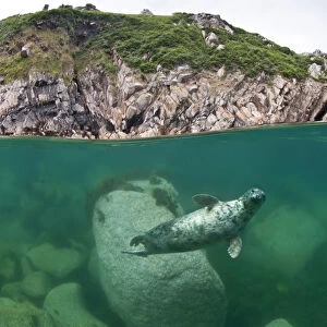 Atlantic grey seal (Halichoerus grypus) swimming beneath the surface, Lundy Island