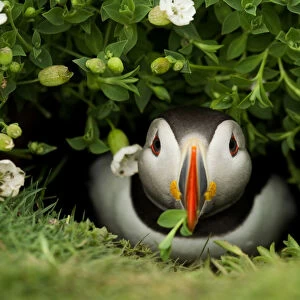 Atlantic Puffin (Fratercula arctica) coming out of its burrow with a gift, Skomer Island