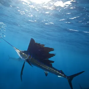 Atlantic Sailfish (Istiophorus albicans) attacking school of sardine (Sardinella aurita) bait ball