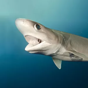 Atlantic sixgill shark (Hexanchus vitulus) swimming with open mouth