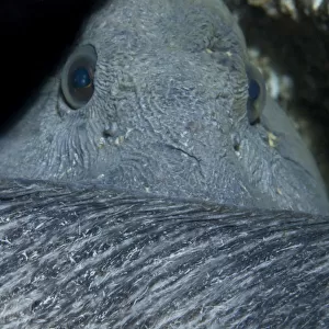 Atlantic wolffish (Anarhichas lupus) curled with its head behind its back, Saltstraumen