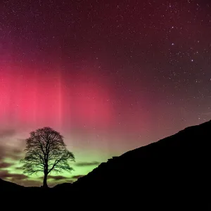 Aurora Borealis over Sycamore Gap, Hadrians Wall, Northumberland, England