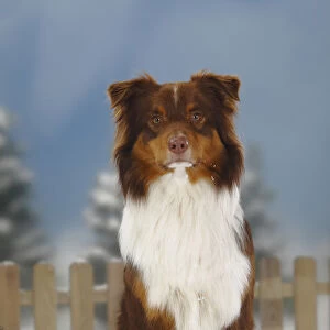 Australian Shepherd, red-tri coated, portrait sitting in snow, with picket fence behind