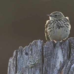 Backlit Meadow pipit (Anthus pratensis) perched on an old post, Scotland, UK, May 2010