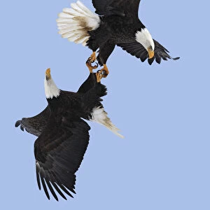 Bald eagle (Haliaeetus leucocephalus) pair flying with claws linked during courtship flight
