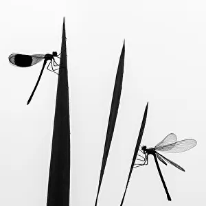 Banded demoiselle dragonfly (Calopteryx splendens) male and female silhouetted, resting on reeds. Lower Tamar Lakes, Cornwall, England, UK. June. International Garden Photographer of the Year 2021 competition category runner up - Wildlife in