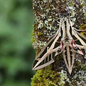 Banded sphinx moth (Eumorpha fasciatus) on tree trunk, Bellaview, Florida, USA, May