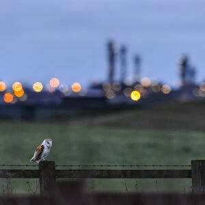 Barn owl (Tyto alba) perched on fence post at dusk, with industrial estates of Teeside