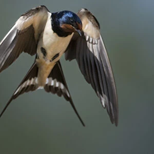 Barn Swallow (Hirundo rustica) in flight. Portugal, Europe