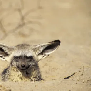 Bat Eared Fox emerging from den (Otocyon megalotis) Kalahari Gemsbok NP South Africa