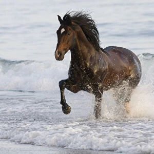 Bay Azteca stallion (Andalusian and Quarter Horse cross) trotting onto beach from waves