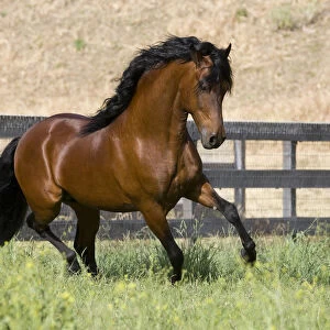 Bay Peruvian Paso stallion running in field, Ojai, California, USA