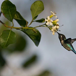 Bee hummingbird (Mellisuga helenae) feeding from flower, Guanahacabibes Peninsula National Park