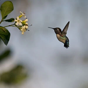 Bee hummingbird (Mellisuga helenae) hovering in front of flower, Guanahacabibes Peninsula