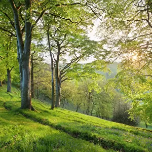 Green Woodlands