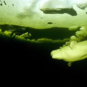Beluga whale (Delphinapterus leucas) swimming under ice and exhaling air, Arctic circle Dive Center