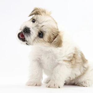 Bichon Frise cross Yorkshire Terrier puppy, 6 weeks