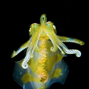 Big fin reef squid (Sepioteuthis lessoniana) descends from open water to the reef at night
