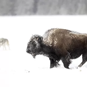 Bison (Bison bison) being circled by wolves (Canis lupus) hunting in snow, Yellowstone National Park, USA. January