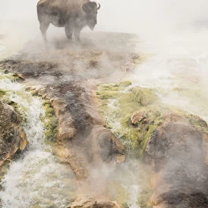 Bison (Bison bison) standing in geothermal run-off in winter, Yellowstone National Park