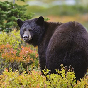 Black bear (Ursus americana) foraging for alpine berries during Autumn, Cascade Mountains