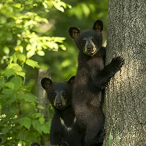 Black bears (Ursus americanus) three cubs, one climbing, Minnesota, USA, June