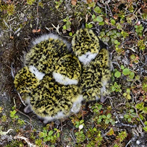 Charadriidae Collection: American Golden Plover