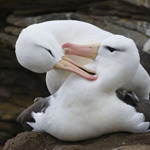 Black-browed albatross pair (Thalassarche melanophris) mutual grooming during copulation