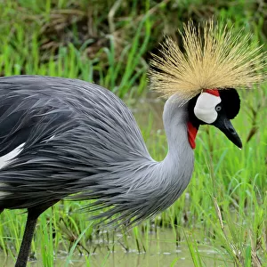 Cranes Collection: Black Crowned Crane