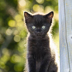 Black kitten in garden, Germany